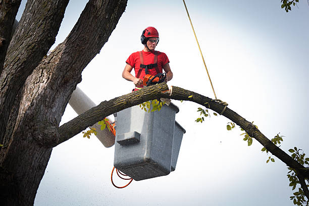  Garfield, NJ Tree Services Pros